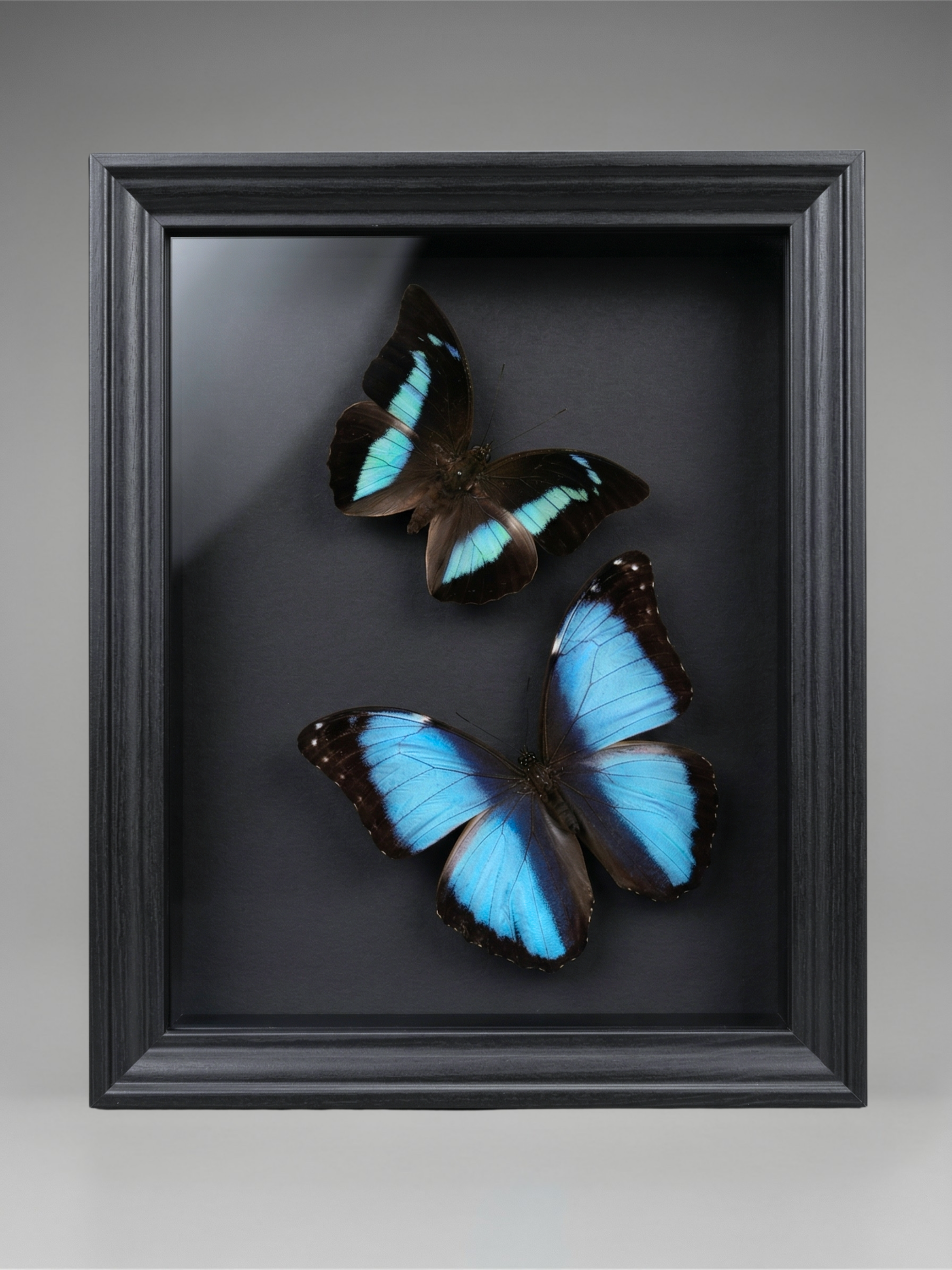 Entomological frame with blue Morpho butterflies – Contemporary naturalist composition under glass