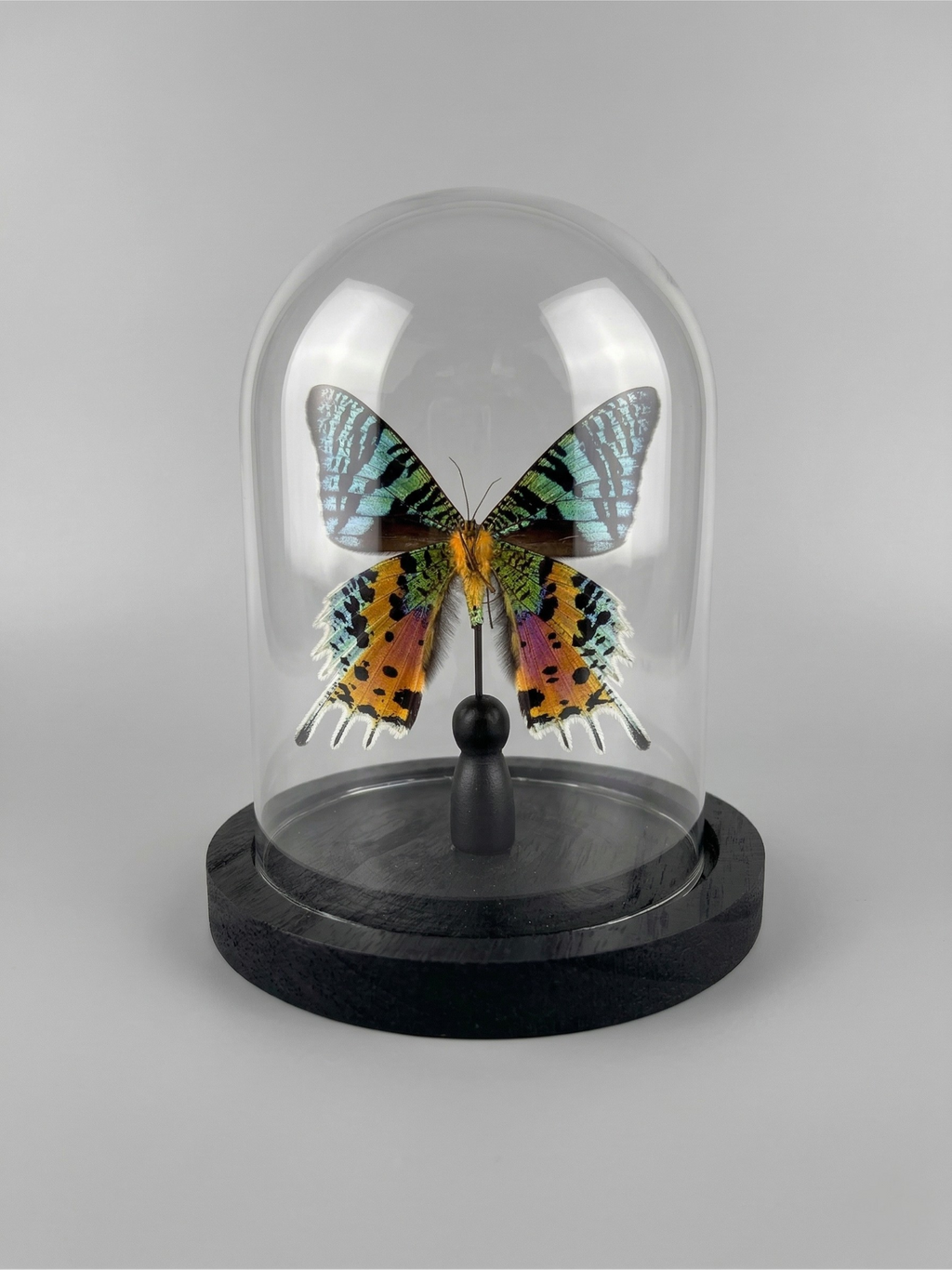 Papillon Urania ripheus naturalisé sous cloche – spécimen exotique iridescent – Globe de 15 cm