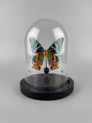 Papillon Urania ripheus naturalisé sous cloche – spécimen exotique iridescent – Globe de 15 cm