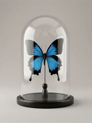 Papillon Papilio ulysses naturalisé sous cloche – grand format – spécimen exotique – 21 cm