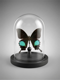 Papilio paris detanii butterfly, taxidermied under dome – exotic specimen – 15 cm