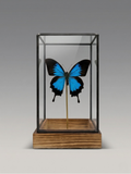 Papillon Ulysses naturgetreu unter Glasglocke – exotisches, schillerndes blaues Exemplar – Dekoobjekt – 24 cm