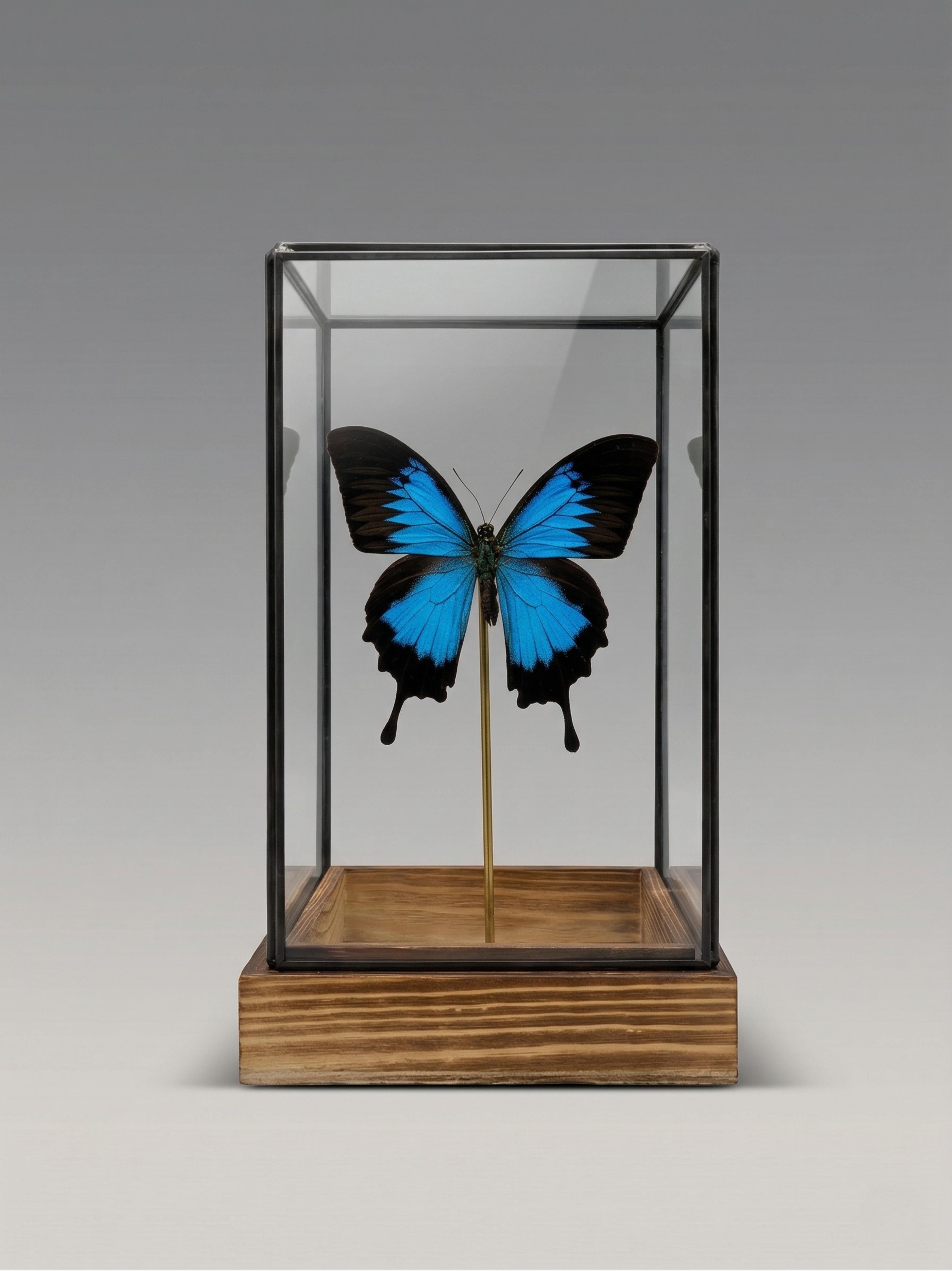 Papillon Ulysses naturgetreu unter Glasglocke – exotisches, schillerndes blaues Exemplar – Dekoobjekt – 24 cm