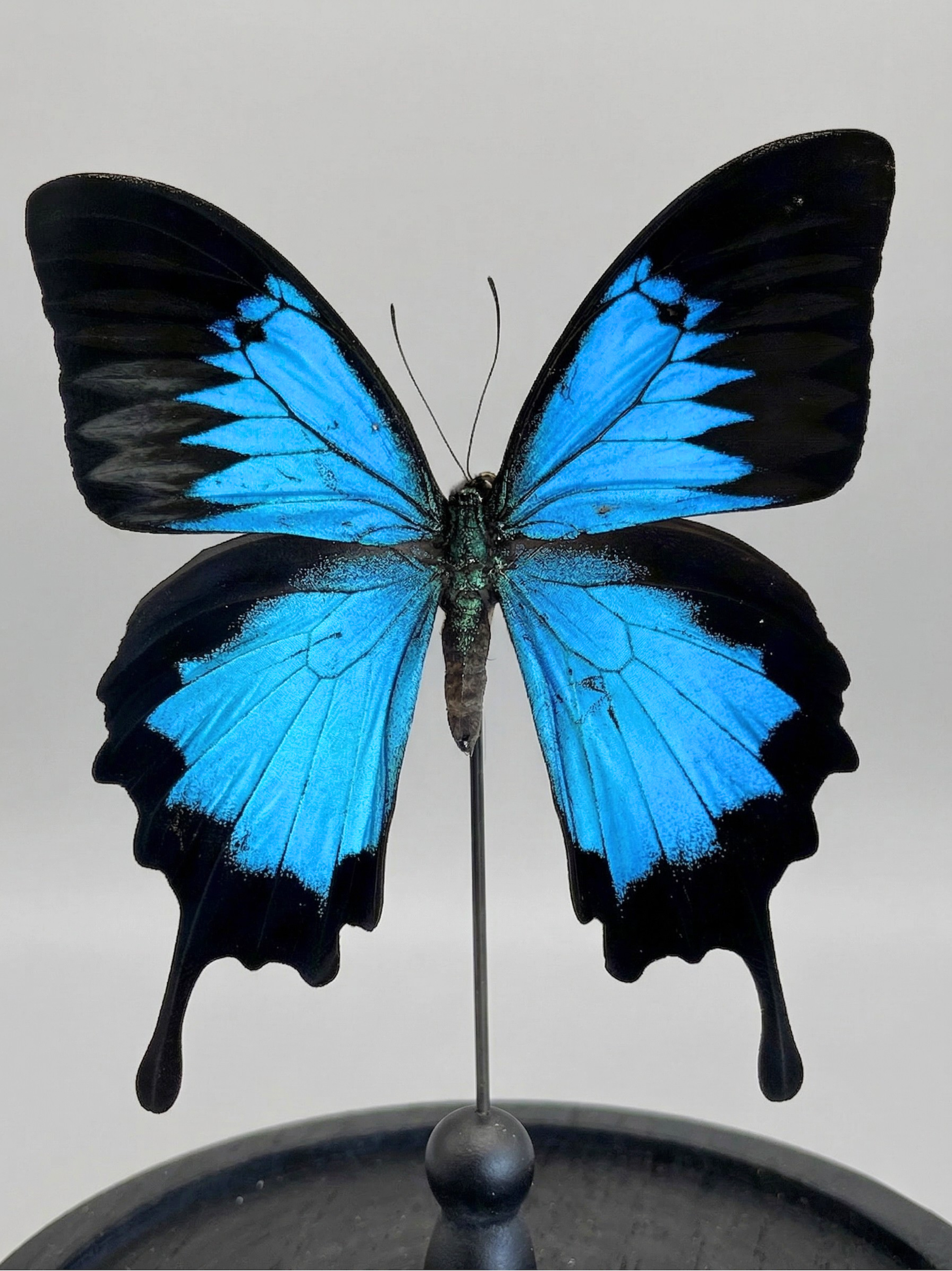 Papilio Ulysses Schmetterling, naturgetreu unter Glassturz – Großformat – exotisches Exemplar – 21 cm