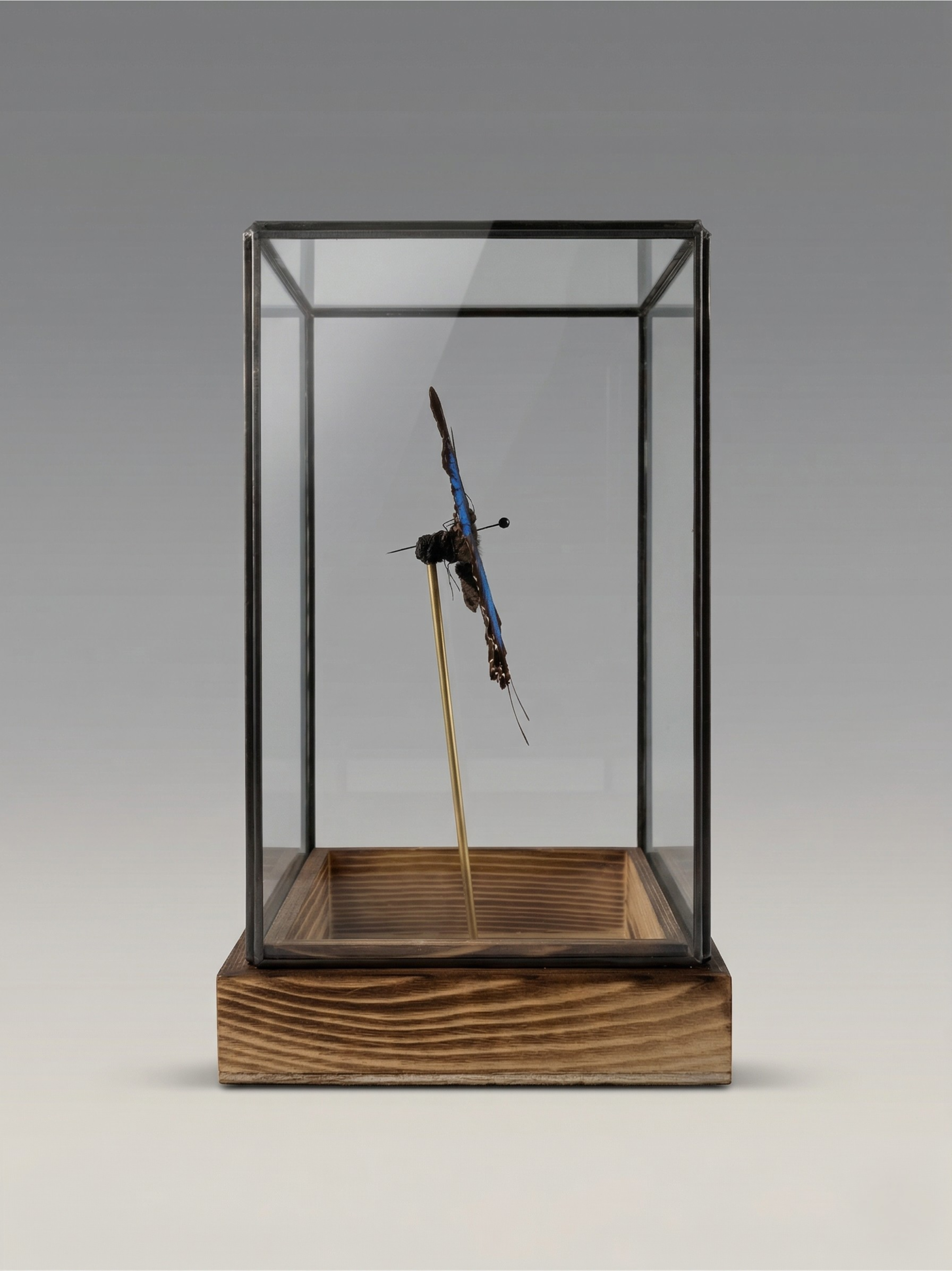 Papillon Ulysses naturgetreu unter Glasglocke – exotisches, schillerndes blaues Exemplar – Dekoobjekt – 24 cm