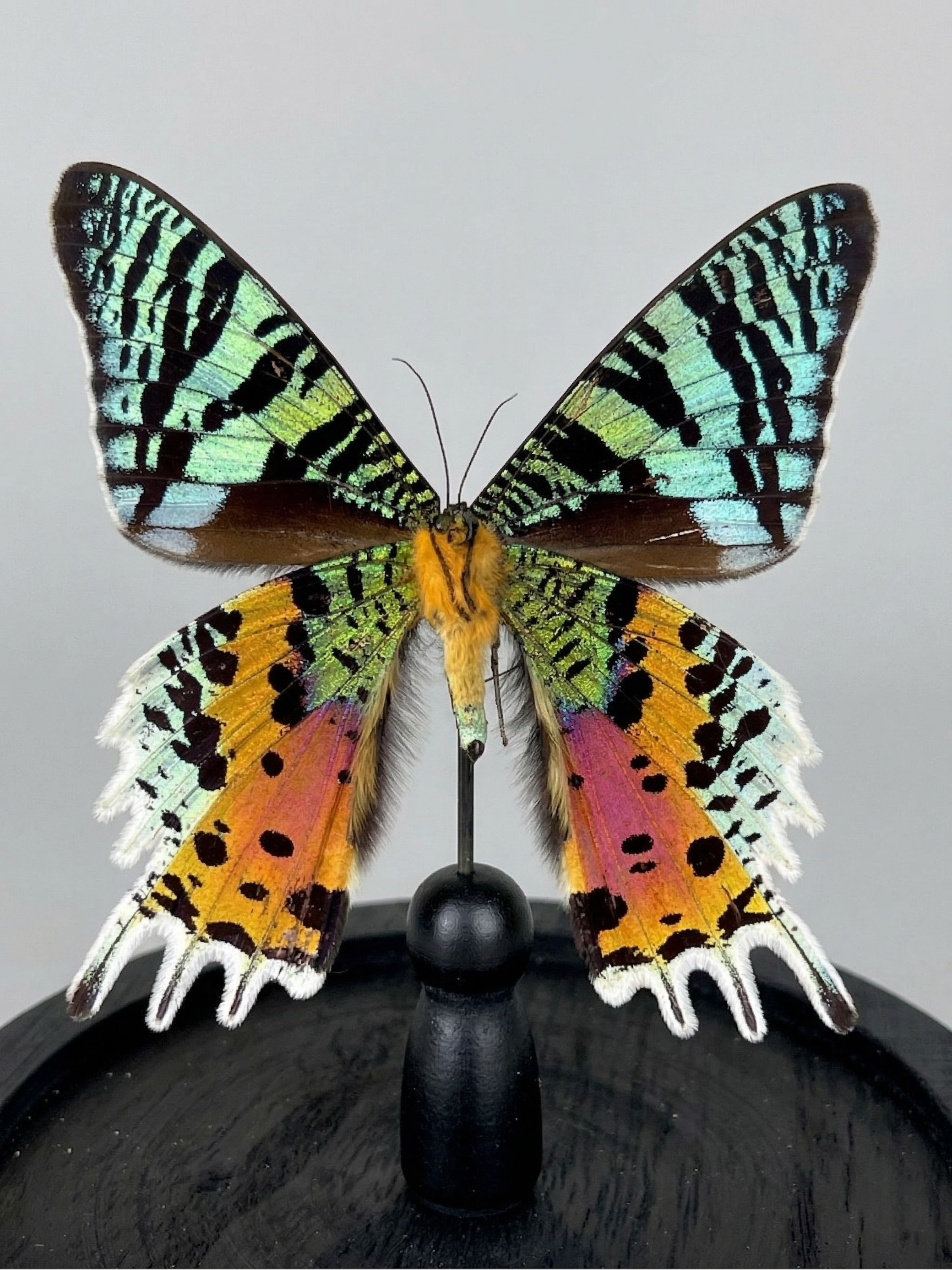 Papillon Urania ripheus präpariert unter Glasglocke – exotisches, irisierendes Exemplar – Glaskugel 15 cm