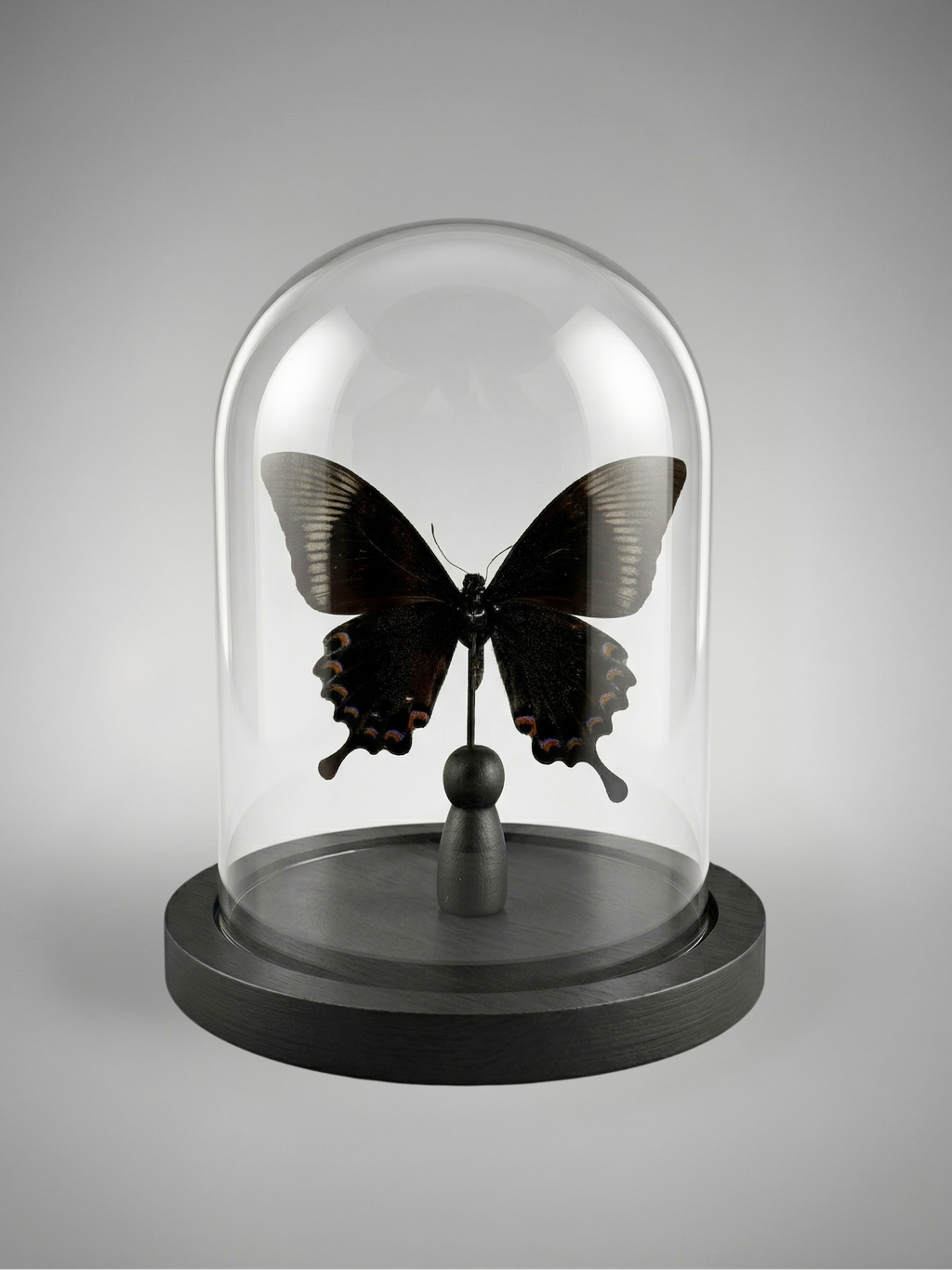 Papilio paris detanii butterfly, taxidermied under dome – exotic specimen – 15 cm