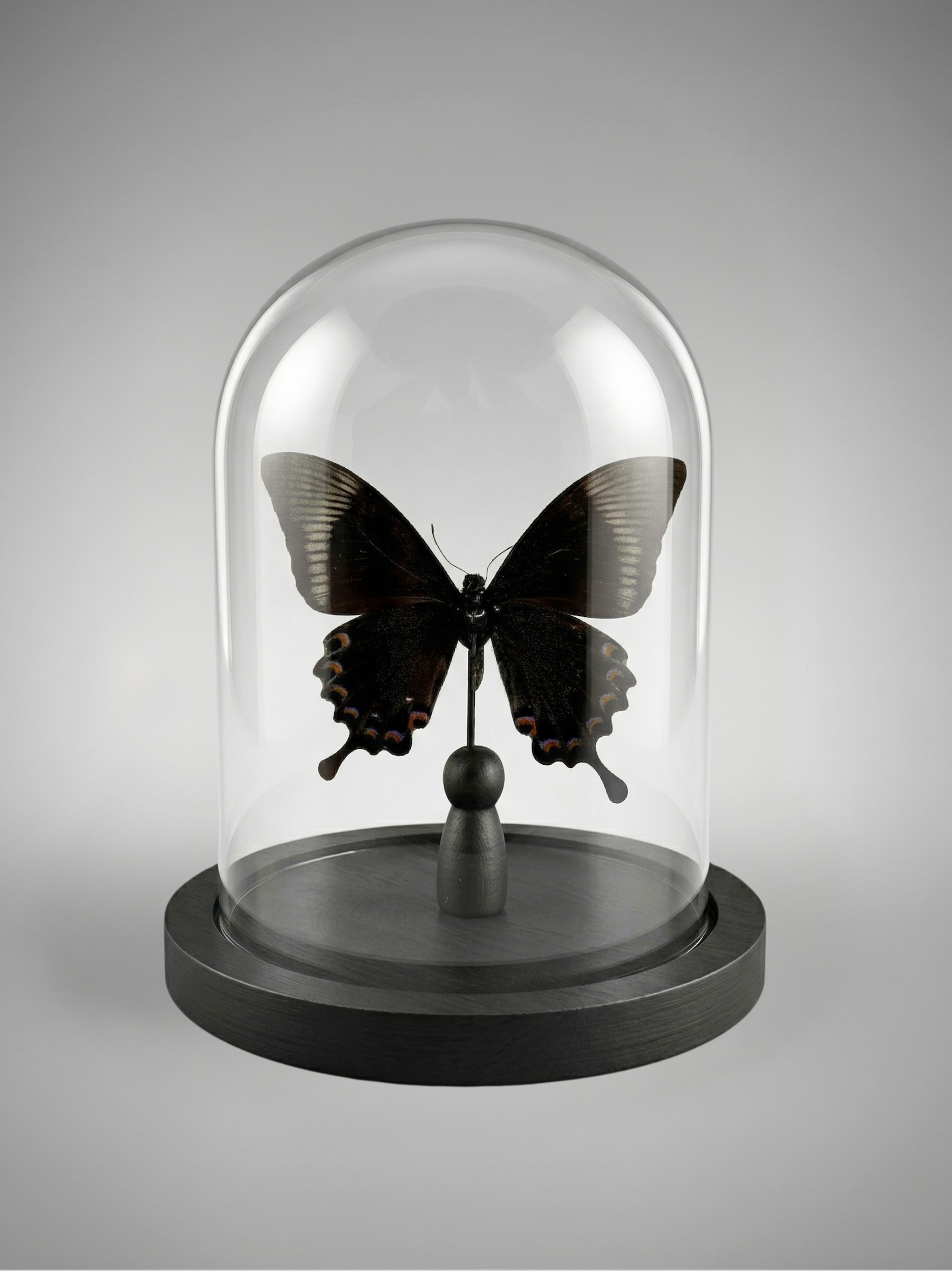 Schmetterling Papilio paris detanii naturgetreu unter Glassturz – exotisches Exemplar – 15 cm