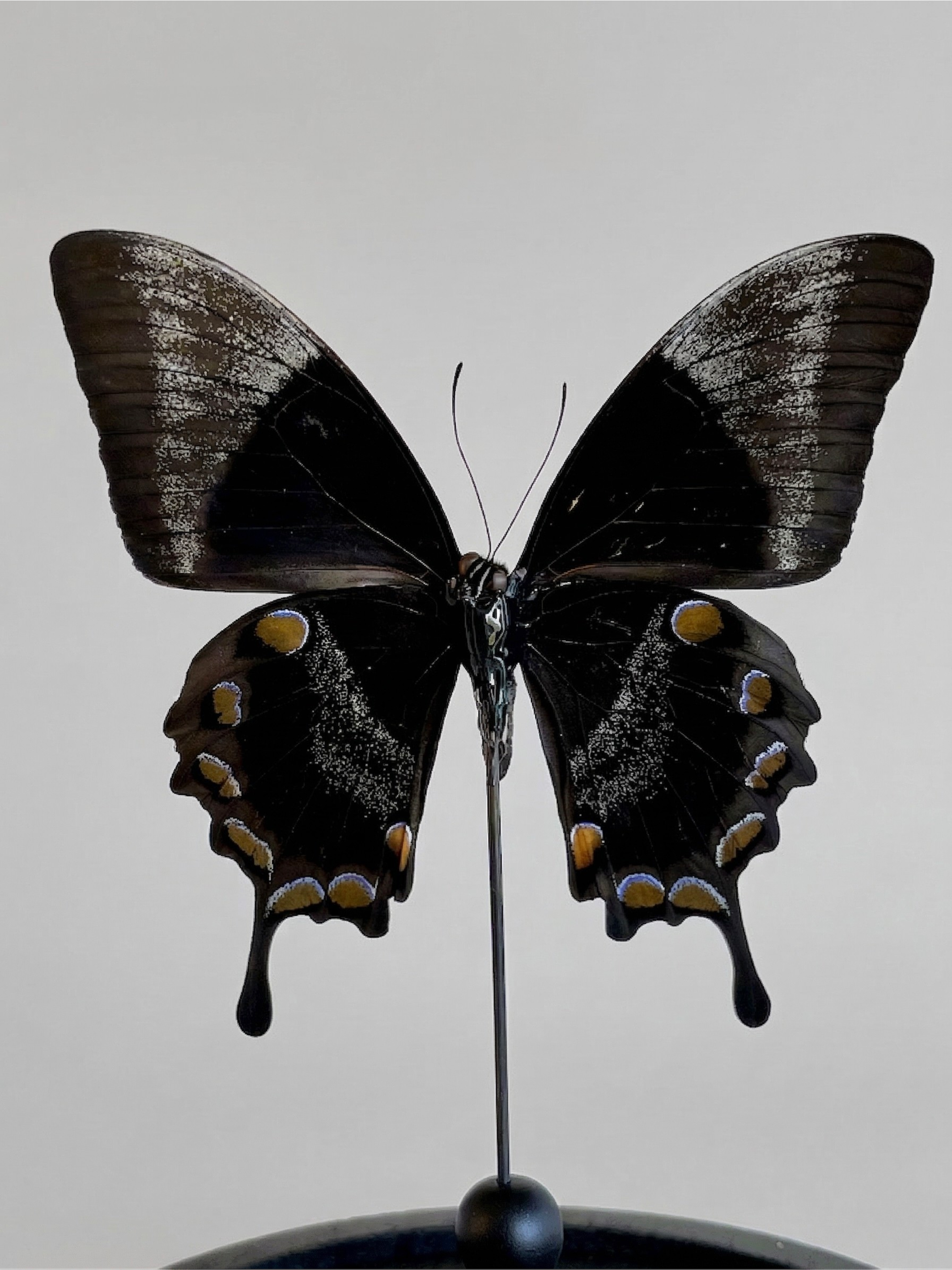 Papilio Ulysses Schmetterling, naturgetreu unter Glassturz – Großformat – exotisches Exemplar – 21 cm