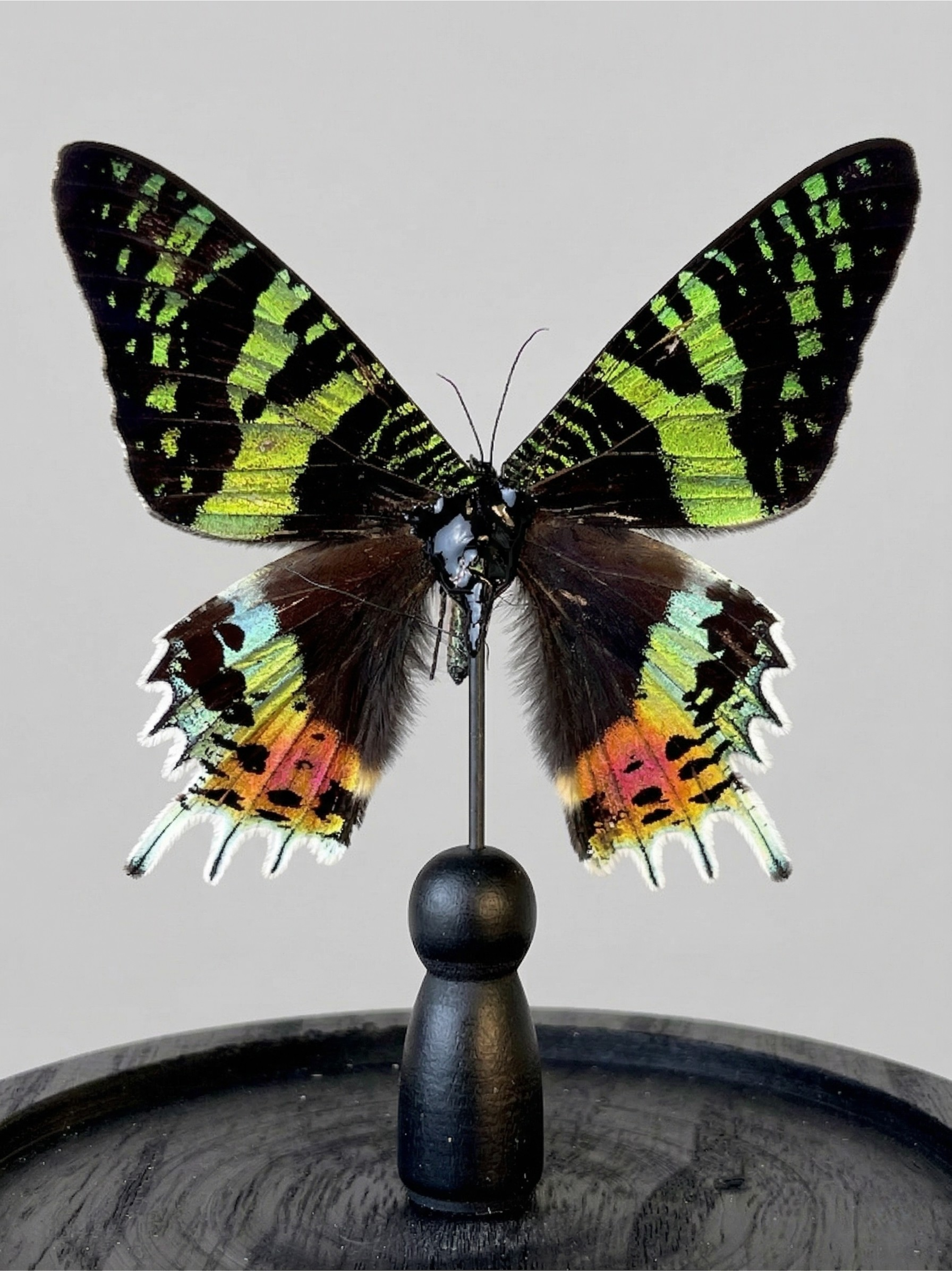 Papillon Urania ripheus präpariert unter Glasglocke – exotisches, irisierendes Exemplar – Glaskugel 15 cm