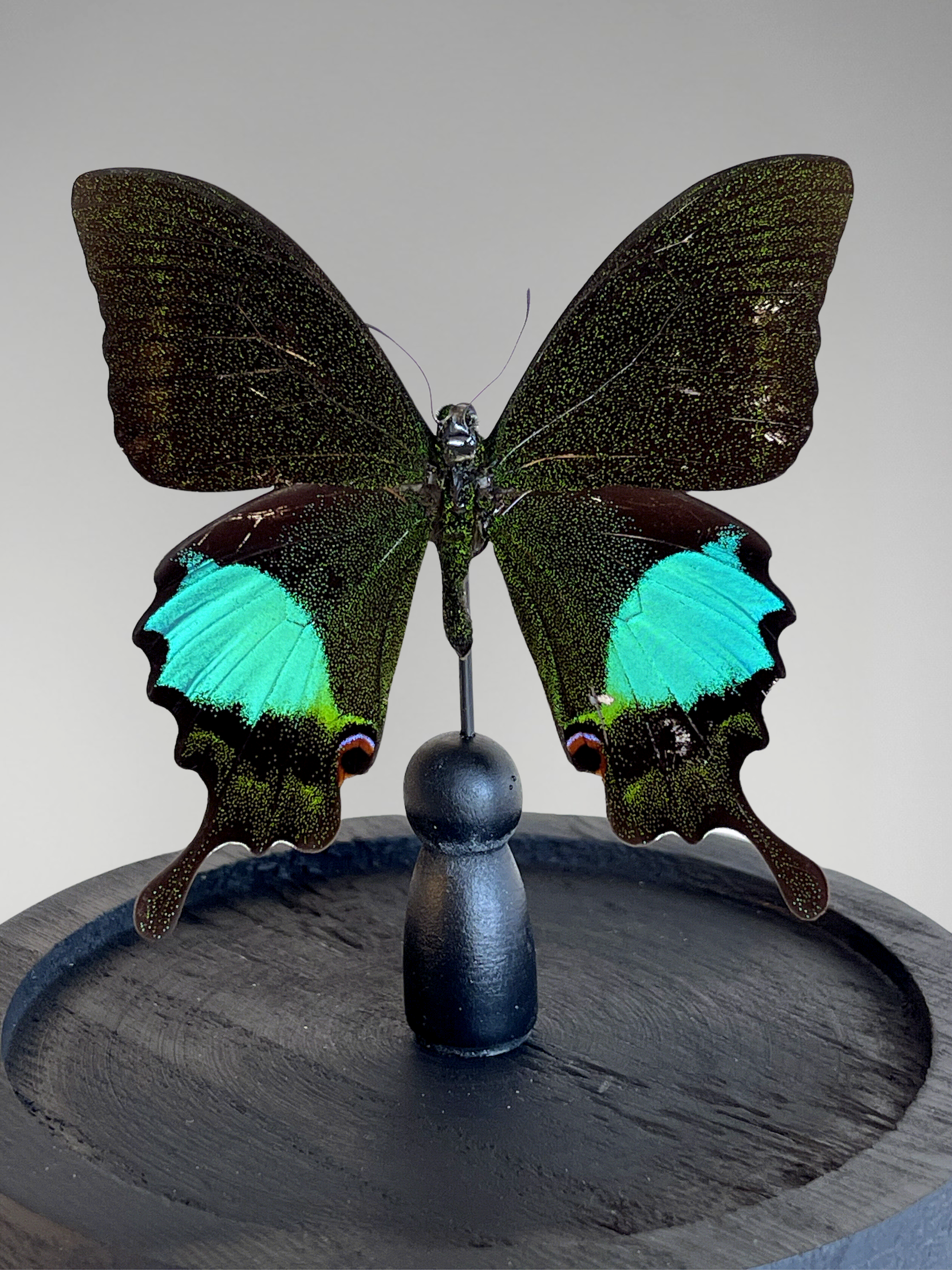 Schmetterling Papilio paris detanii naturgetreu unter Glassturz – exotisches Exemplar – 15 cm