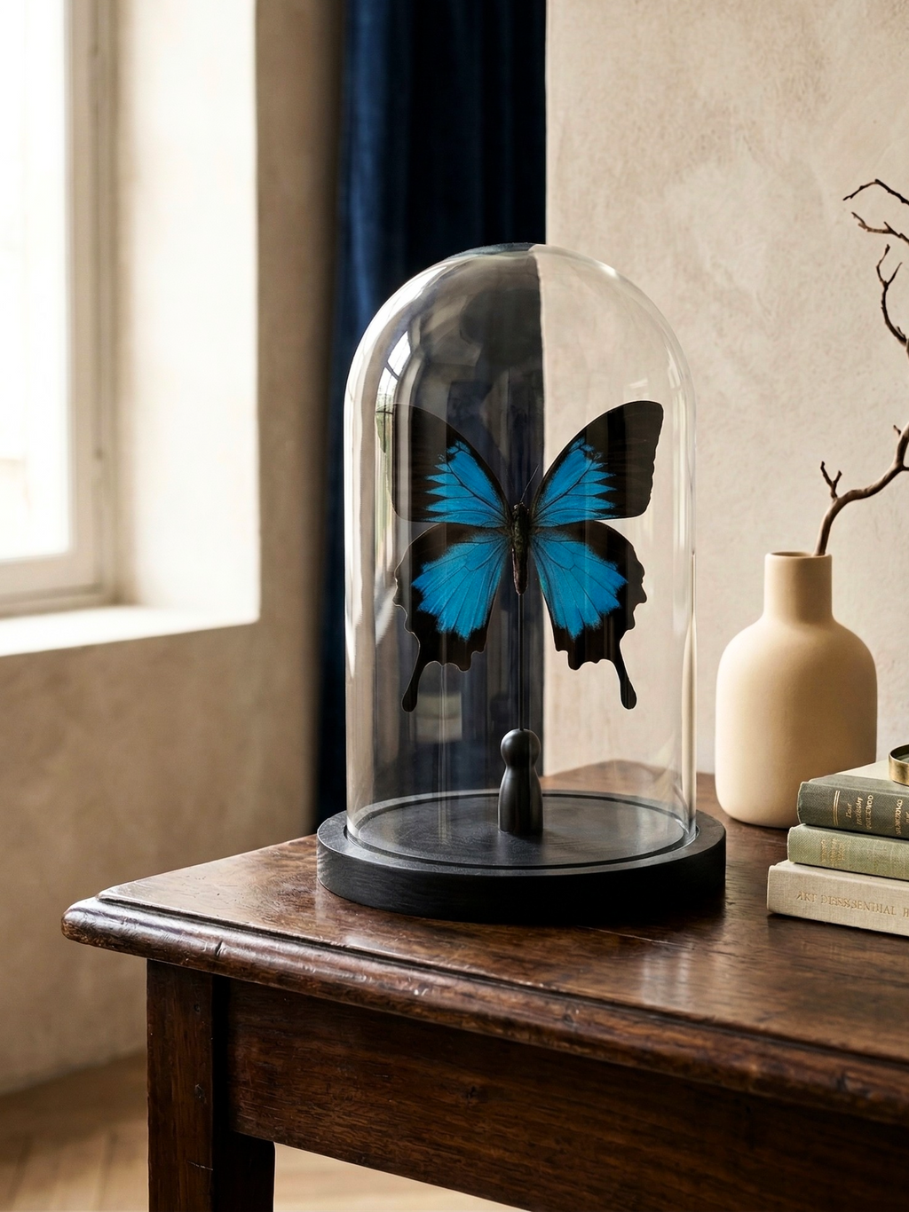 Papillon Papilio ulysses naturalisé sous cloche – grand format – spécimen exotique – 21 cm