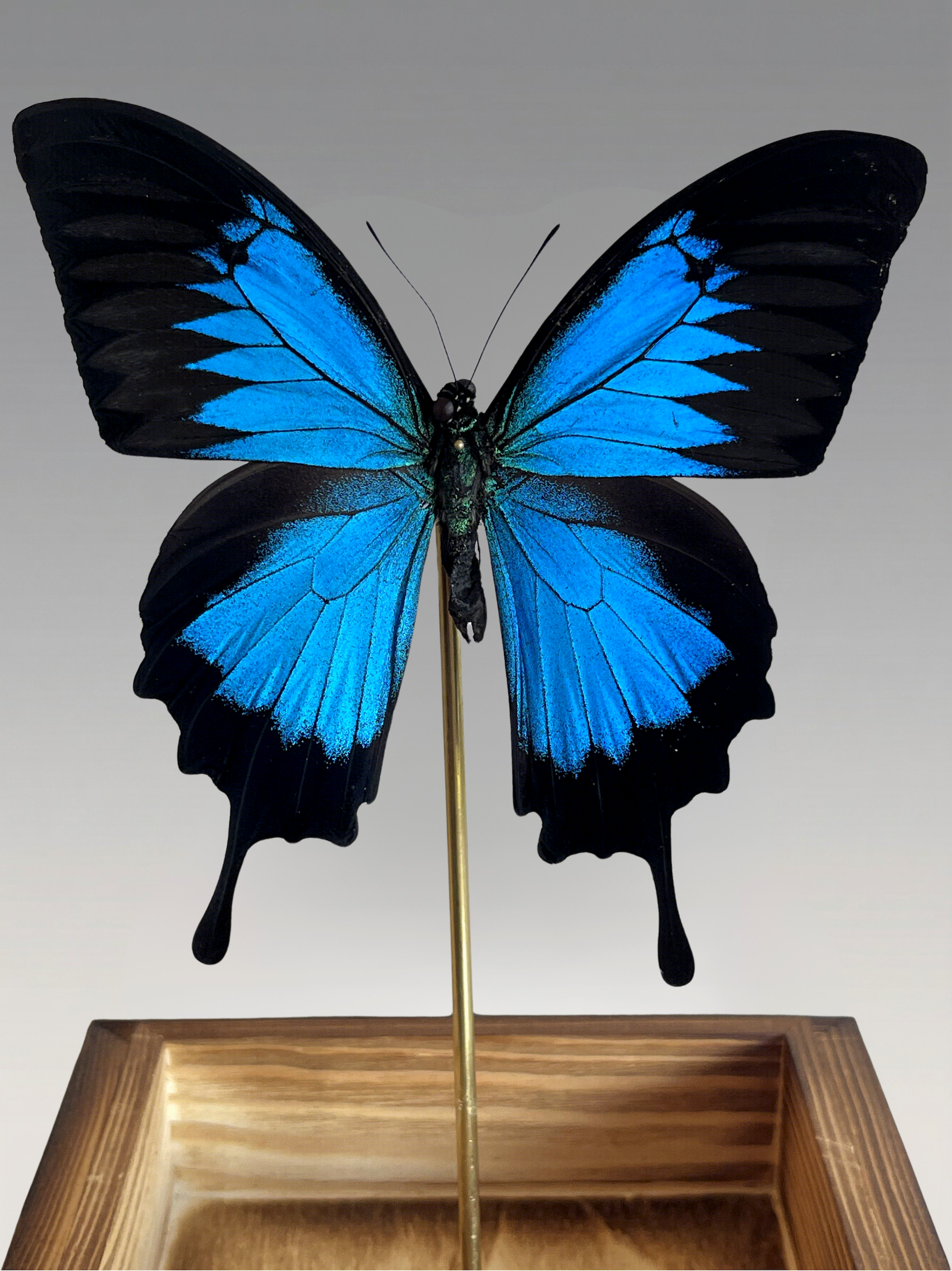 Papillon Ulysses naturgetreu unter Glasglocke – exotisches, schillerndes blaues Exemplar – Dekoobjekt – 24 cm