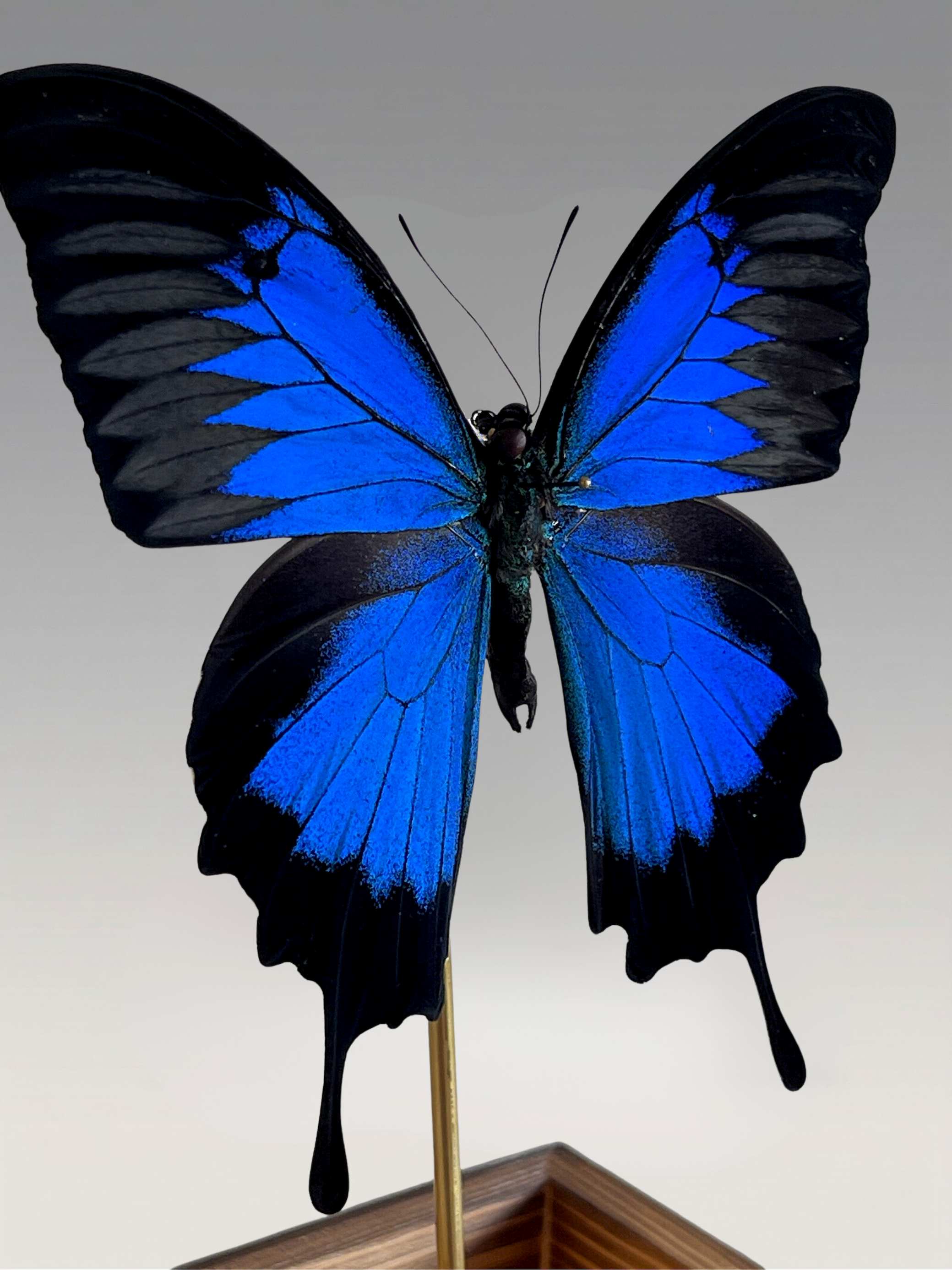 Papillon Ulysses naturgetreu unter Glasglocke – exotisches, schillerndes blaues Exemplar – Dekoobjekt – 24 cm