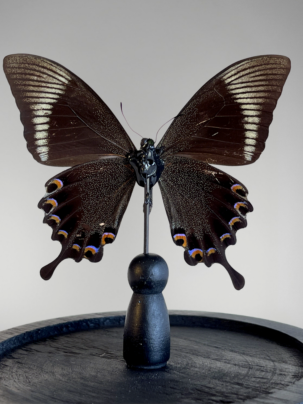 Papilio paris detanii butterfly, taxidermied under dome – exotic specimen – 15 cm