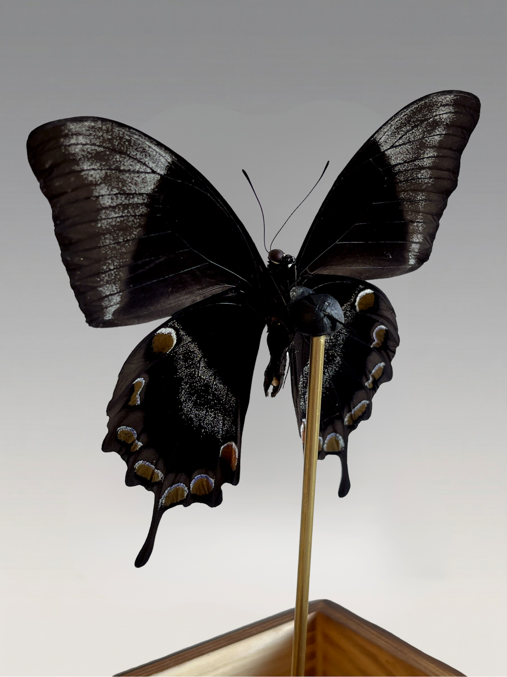 Papillon Ulysses naturgetreu unter Glasglocke – exotisches, schillerndes blaues Exemplar – Dekoobjekt – 24 cm