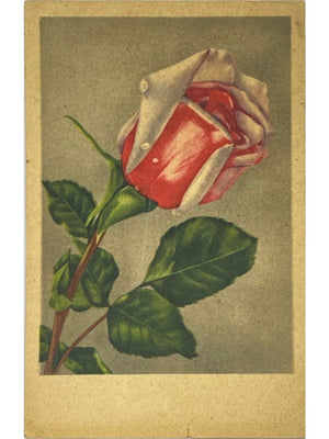Carte postale ancienne illustrée – Rose rouge – Allemagne vers 1949