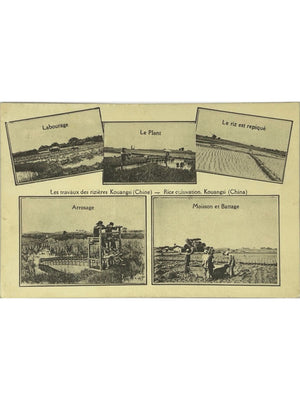 Kouangsi (Chine) – Travaux des rizières et culture du riz – CPA