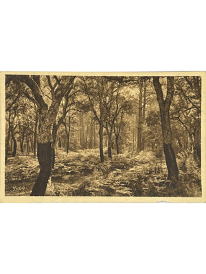 Carte postale – Moliets-et-Maa – Fougères sous les chênes-lièges – Édition Yvon