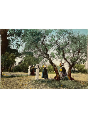 En Provence – La cueillette des olives – Éditions S.L. – CPSM