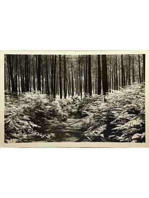 Landes - Sentier dans la forêt - Au Soleil des Landes n°22 - CPA