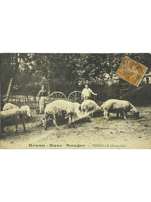 Yerville – Bosc-Mauger, élevage de porcs – CPA ancienne