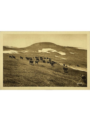 Le Plomb du Cantal (1 858 m) et troupeau en montagne – CPA n° 172