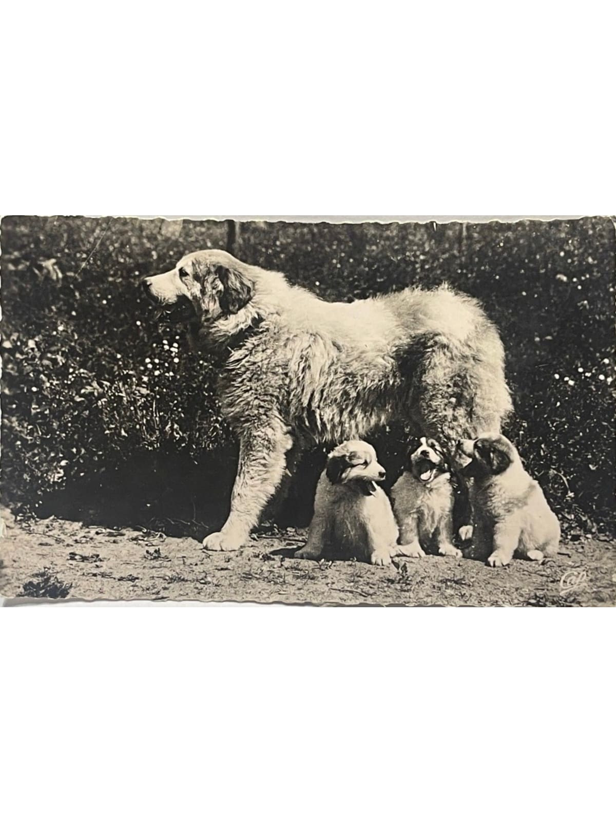 Recto de la carte postale