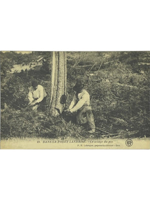 Forêt landaise – Le sciage du pin – Métiers forestiers – CPA n° 19