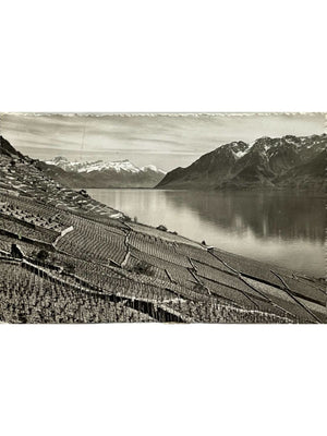 Lavaux – Vignobles en terrasses et lac Léman – Suisse – CPSM 1957