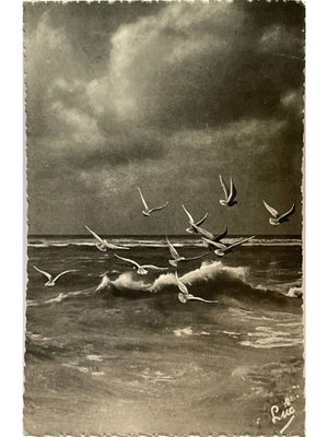 Merlimont-Plage – Vol de mouettes sur la Côte d'Opale – CPSM n° 255