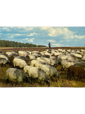Lande de Lunebourg – Troupeau de moutons et berger – CPSM