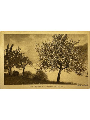 Lac d'Annecy – Arbres en fleurs – Photo Monnier – CPA années 1930