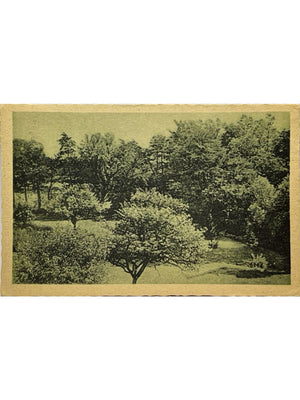 Avesnes-sur-Helpe – Pommiers en fleurs – CPA n°17
