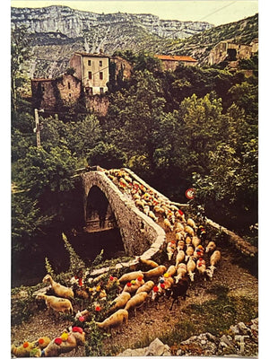Carte postale – Navacelles – Troupeau de moutons sur le pont – Causse du Larzac