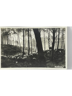Carte postale – Au pays landais – Moutons en hiver dans la forêt – Photo E. Vigneau n° 28