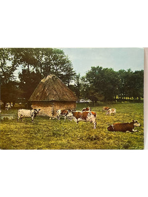 Ma Normandie – Troupeau de vaches et chaumière – CPSM