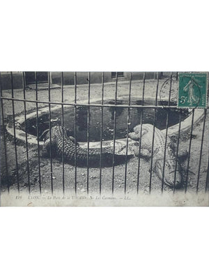 Lyon – Parc de la Tête d'Or, les caïmans – CPA LL n°176