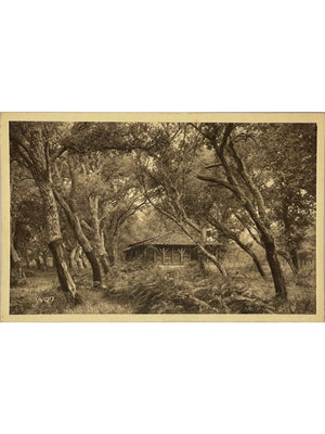 Carte postale – Landes de Gascogne – Les Chênes-lièges – Yvon n° 71