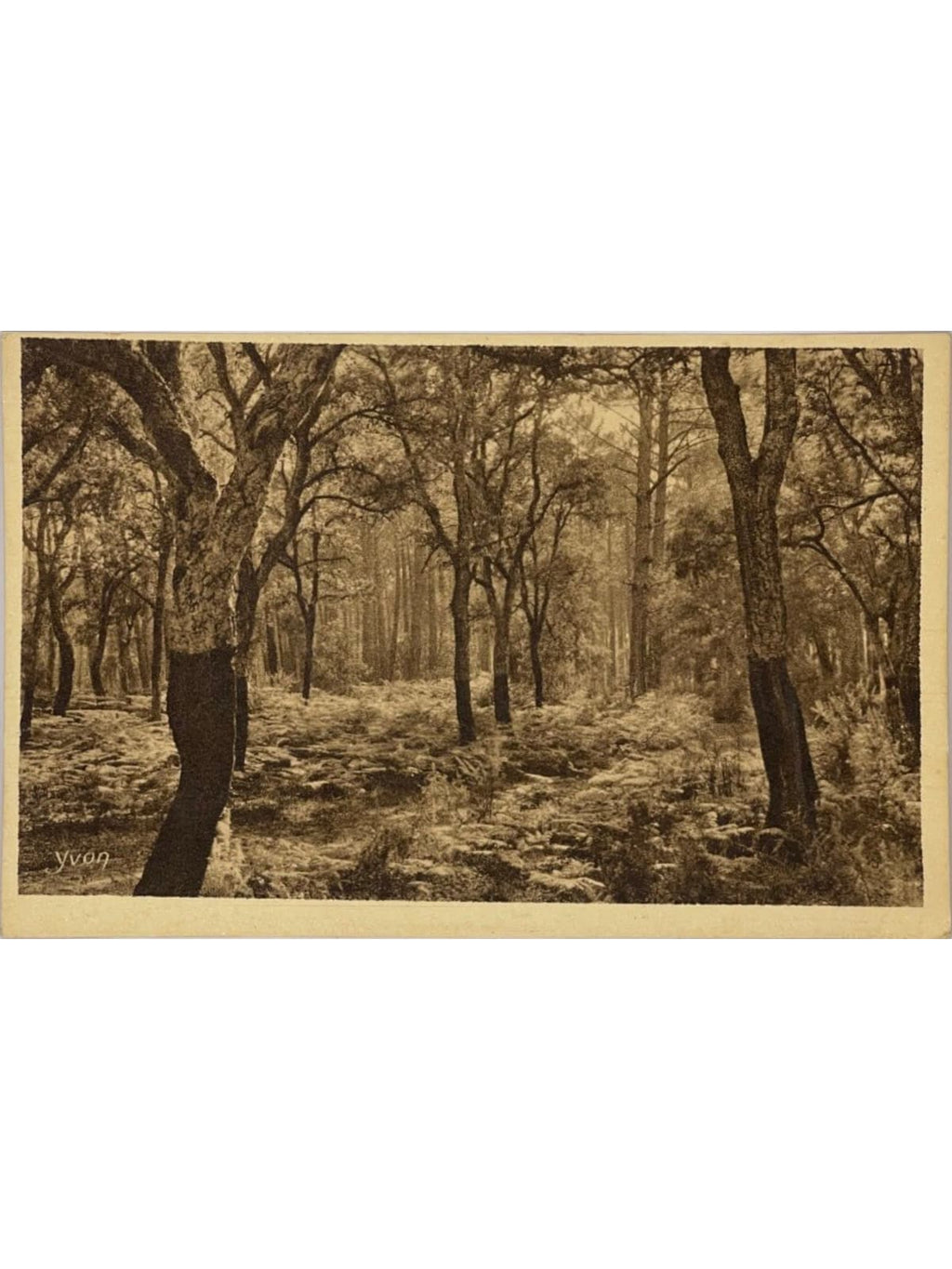 Recto de la carte postale