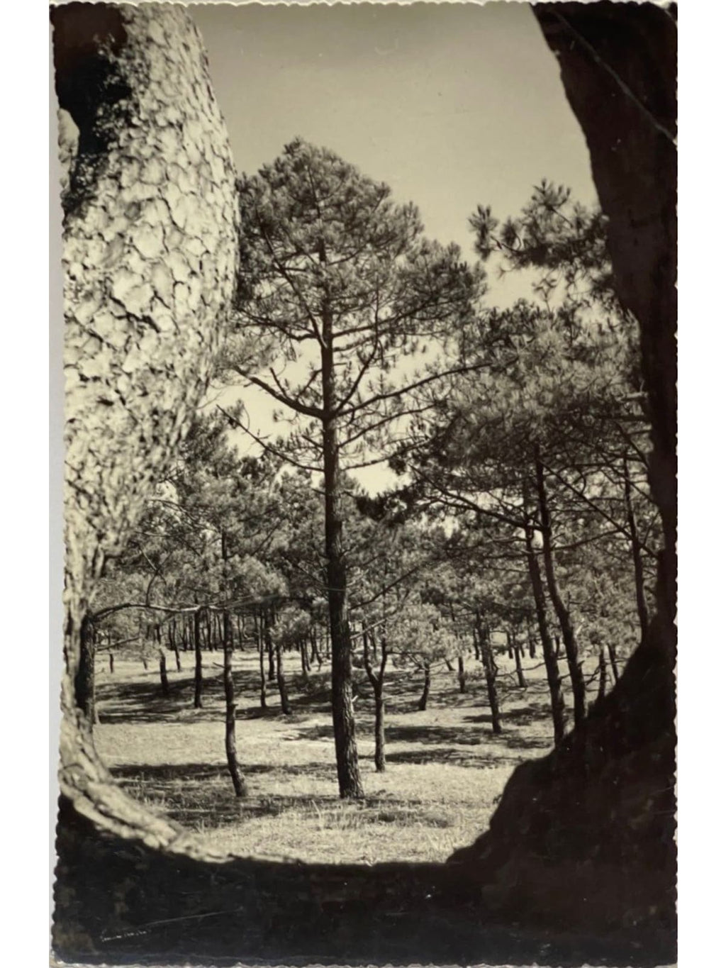 Recto de la carte postale