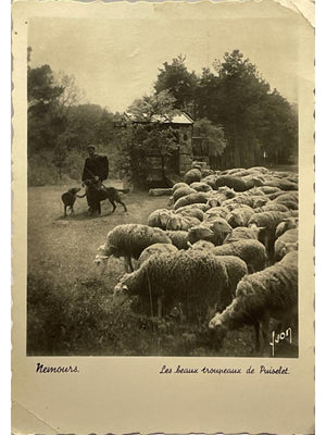 Nemours – Les troupeaux de Puisselet, moutons et chiens – CPSM 1952