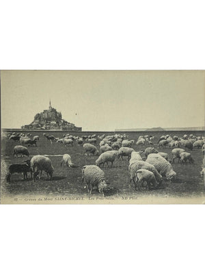 Le Mont-Saint-Michel – Moutons dans les prés-salés – ND Phot. n° 92