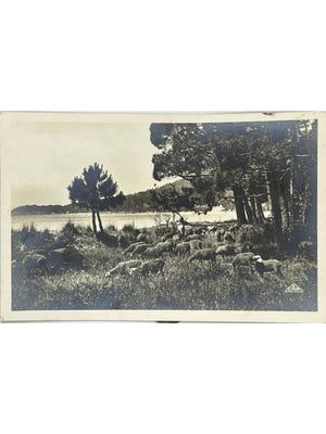 Cavalière Le Lavandou – Troupeau de moutons, Côte des Maures – CPA 1936