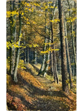 Recto de la carte postale