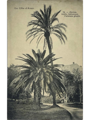Hyères – Jardin botanique et palmiers géants – CPA ancienne n°72