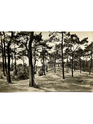 Jard-sur-Mer – Le bois de pins près de la plage – CPSM vers 1969