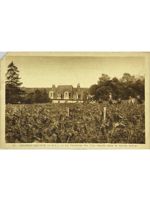 Carte postale – Vouvray – Vendange dans les clos – Collection Coulombeau n° 27