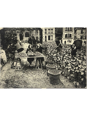 Carte postale – Paris – Vendanges rue des Saules à Montmartre – Carte n° 241