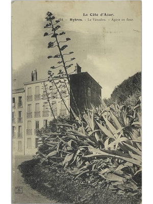 Hyères – Le Vénadou, agave en fleur – CPA n°151